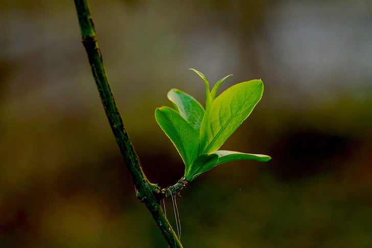 leaf, green, green leaf, plant, nature, spring, tree