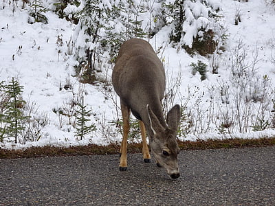 deer, doe, licking, wildlife, cervidae, canada, female