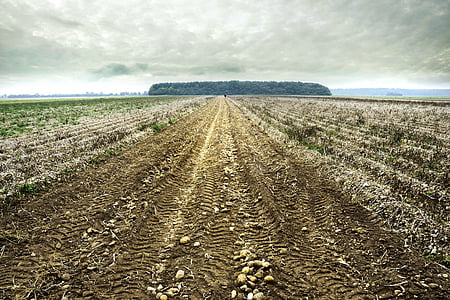 arable, field, harvest, earth, perspective, agriculture, rural Scene