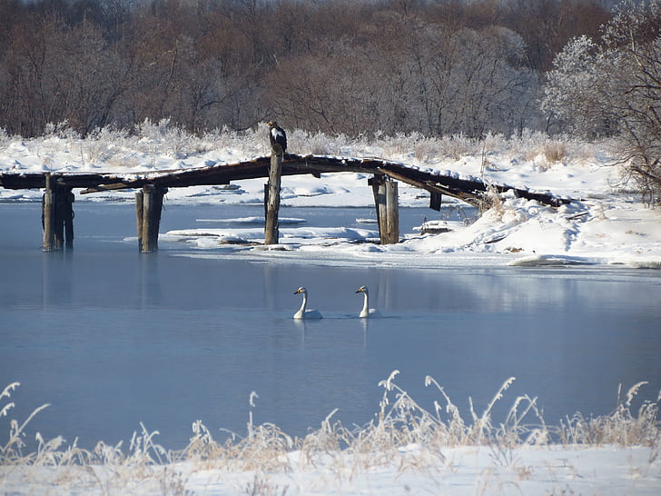 Steller rétisas, a wild swans, a szamárköhögés, kis folyó, csatorna, híd, téli