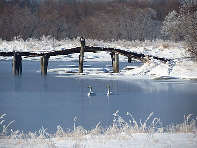 águila de mar de Steller, los cisnes salvajes, la ferina, río pequeño, conducto, puente, invierno