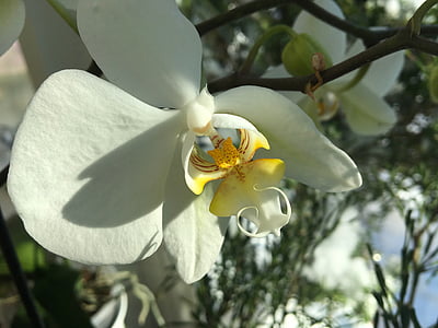 Orhideja, zieds, Bloom, balta, puķe, augu, aizveriet