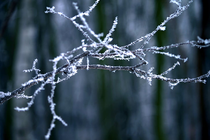 Frost, mùa đông, đông lạnh, chi nhánh, băng, lạnh