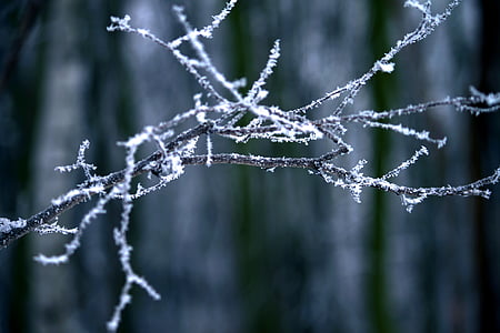 frost, winter, frozen, branch, ice, cold