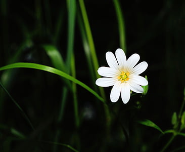 bunga, Blossom, mekar, putih, makro, kegelapan, cerah