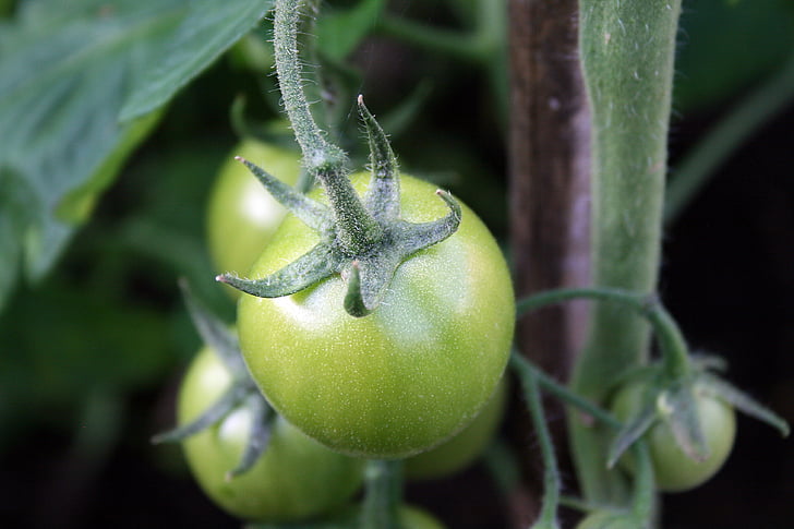 tomate, verde, vegetal, Não está maduro, comida, saudável, ingrediente