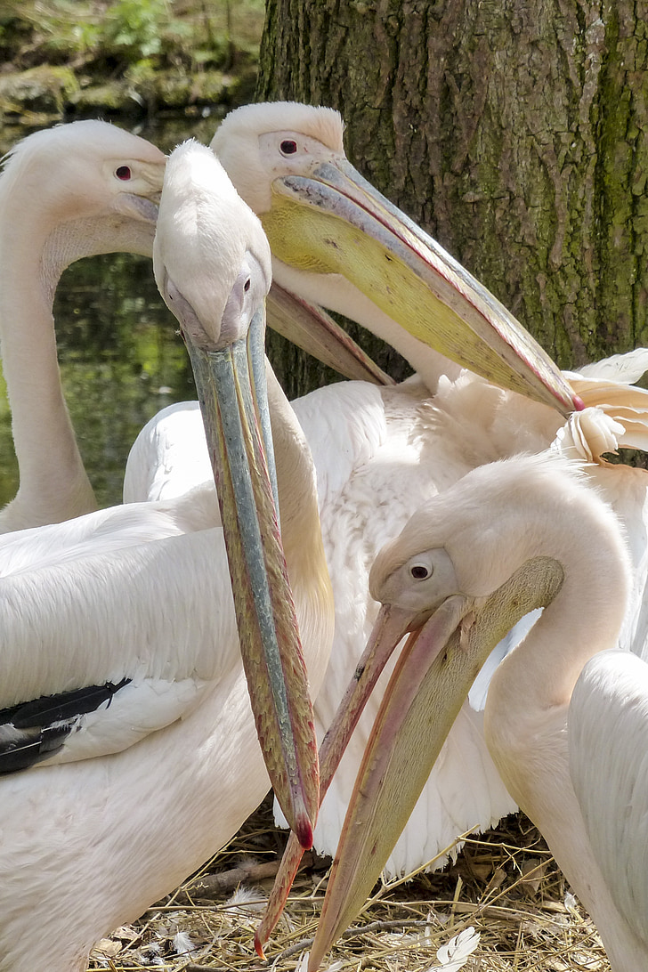 Pelican, -de-rosa, ave aquática, animal, natureza, Pelecanus onocrotalus, vida selvagem