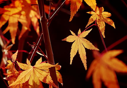 メープル, カエデの葉, かえでブッシュ, 工場, 秋, 葉, 自然