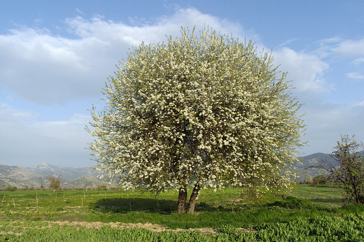dağbeyli, ฤดูใบไม้ผลิ, ต้นไม้