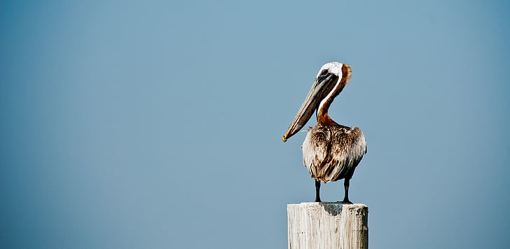 Pelican, fågel, Rengör, ensam, kustnära, vilda djur, näbb