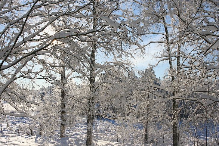 vinter, träd, snö, naturen, säsong, Frost, kalla - temperatur