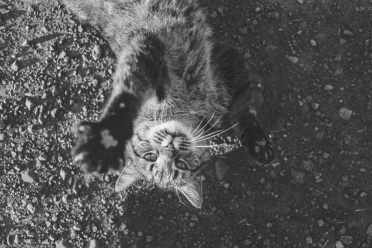 grayscale, photography, cat, pet, animal, paws, whiskers