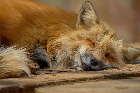 Fox, Jepang, Zao, Zao fox desa, hewan, wajahnya tidur, Manis