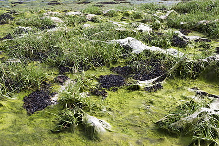 low tide, sea grass, algae, seaweed, green and brown, nature, outdoors