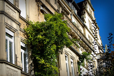 Heidelberg, Weststadt, lombhullató fa, ősz, levelek, napfény, Gründerzeit