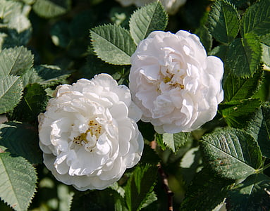 Rosa Mosqueta, flor, Rosa i blanc, arbust, a l'exterior, l'estiu, brot