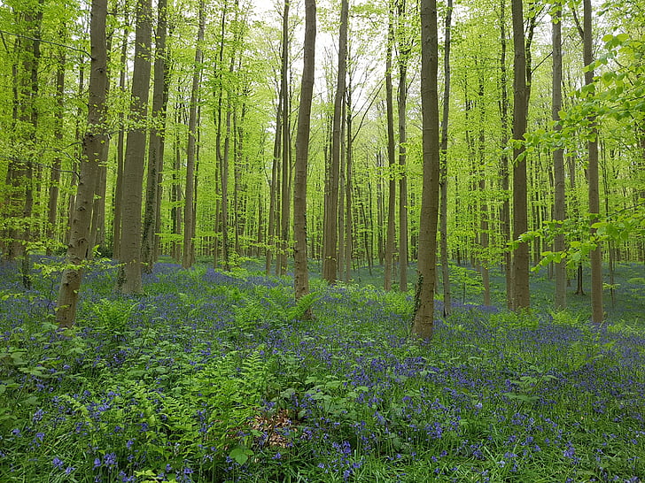 forest, blue, blossom, nature, wood, scenic, park