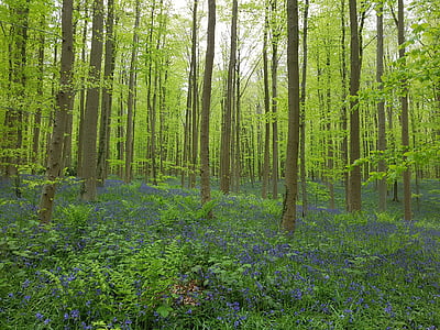 Les, modrá, květ, Příroda, dřevo, malebný, parku