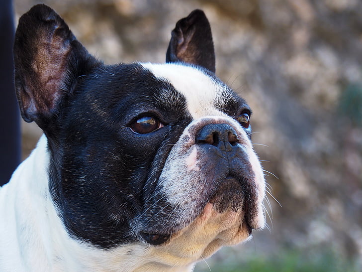 bulldog francez, portret, câine, animal de casă, priveşte, animale domestice, animale de companie