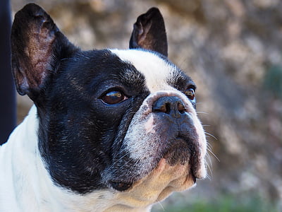 bulldog francese, Ritratto, cane, animale domestico, sguardo, animali domestici, animali domestici
