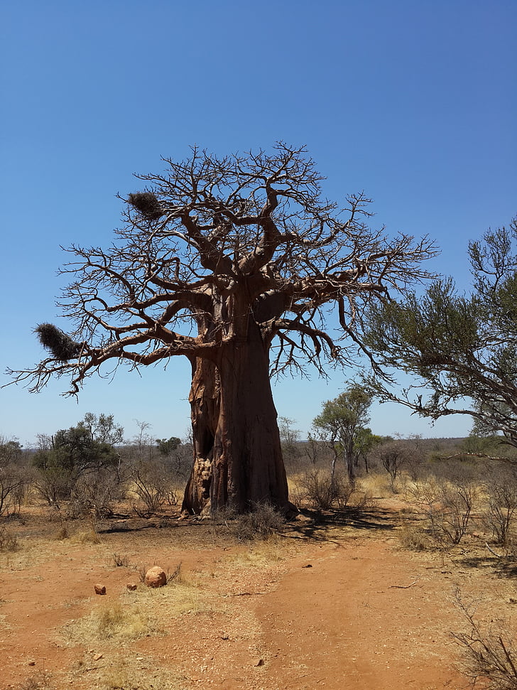 Baobab, träd, afrikanska bushen