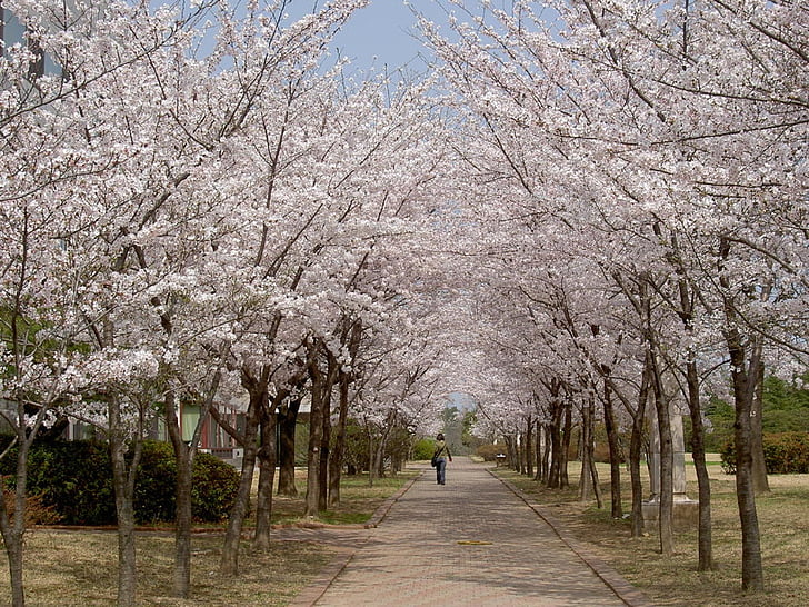 žydinčios japoniškos sakuros, medžiai, pavasarį, rožinė, Pavasariniai žiedai, gėlė, sezono metu