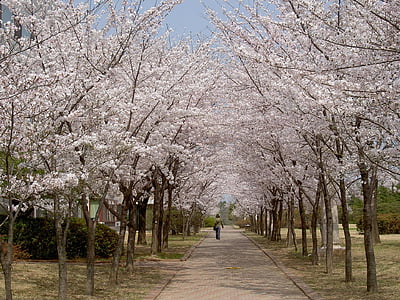 cherry blossoms, trees, spring, pink, blooms, flower, season
