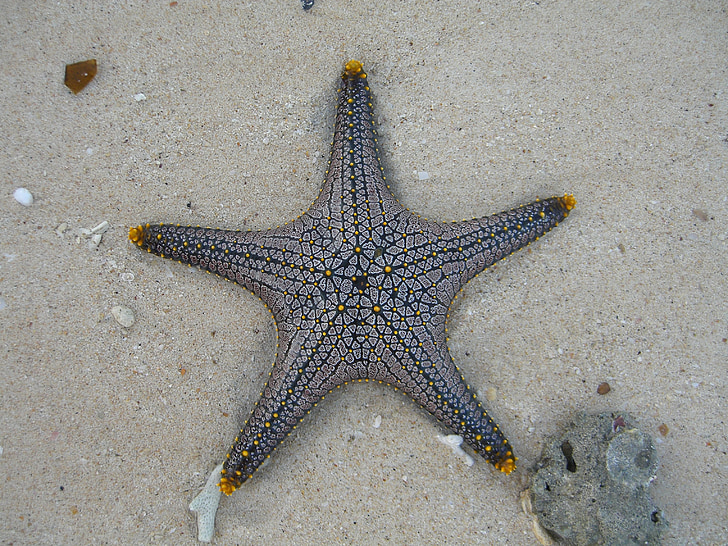 estrela do mar, vida marinha, registro público, trópicos, praia, mar, areia