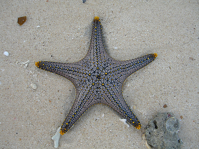 estrella de mar, vida marina, registro público, zonas tropicales, Playa, mar, arena
