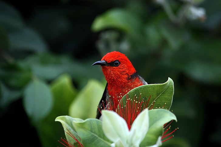 scarlett honeyeater, bird, red, beak, nature, wildlife, feather