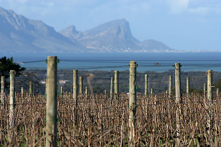 vinhas, mar, vinho, Stellenbosch, África do Sul, vinhedo, videira