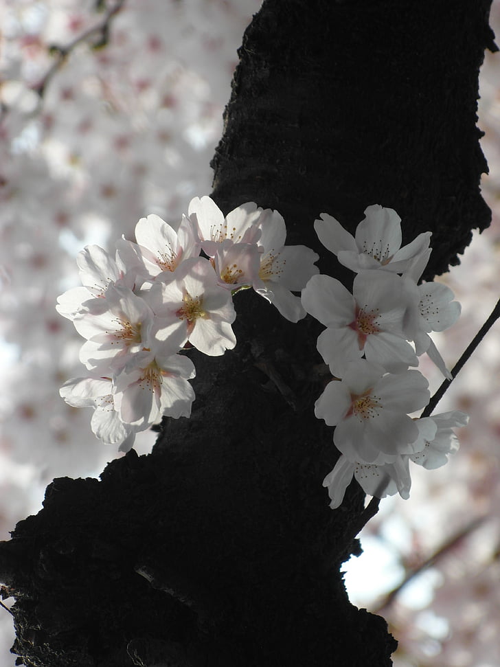 cherry blossom, flowers, eggplant, spring, sakura, nature, pink flower