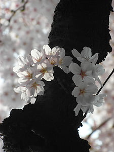 cseresznyevirág, virágok, padlizsán, tavaszi, Sakura, természet, rózsaszín virág
