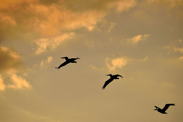 puesta de sol, la Florida, aves, aviar, pelícanos volando, cielo, flora y fauna