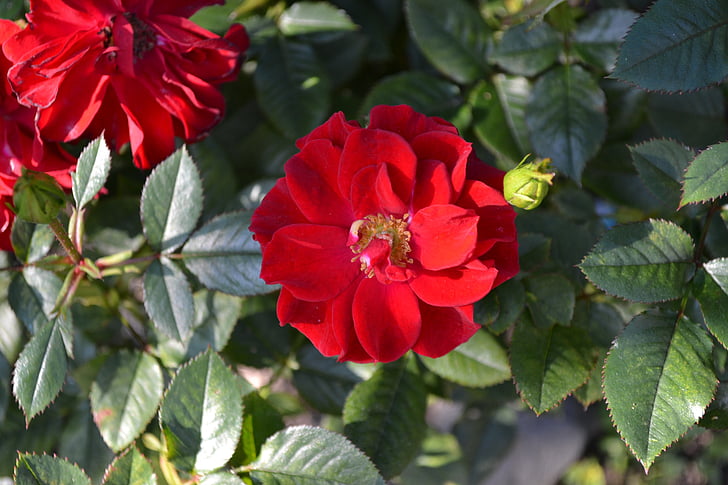 Rosa, vermell, floribunda, close-up, fulles verdes, pètals, rosa vermella