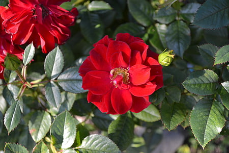 ruže, červená, prípade druhu floribunda, detail, zelené listy, lístkov, červená ruža