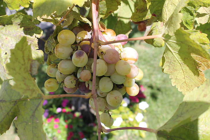 grapes, wine, sicily