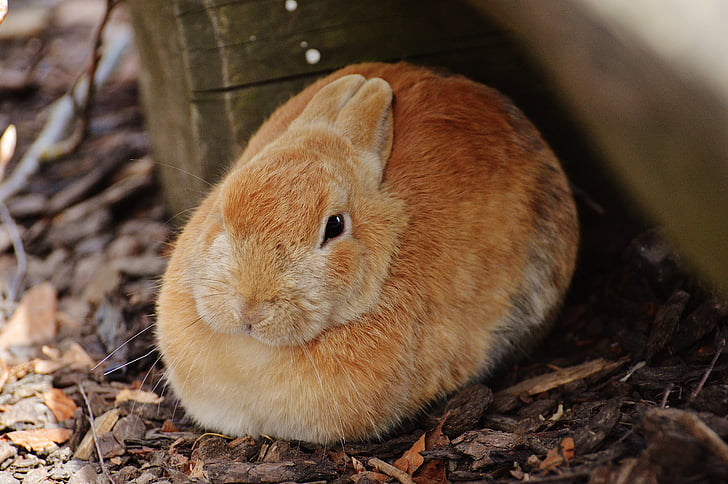rabbit, wildpark poing, hare, bunny, cute, sweet, fur