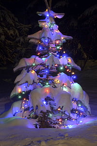 christmas tree, blue spruce, natural, snow covered, winter, season, holiday