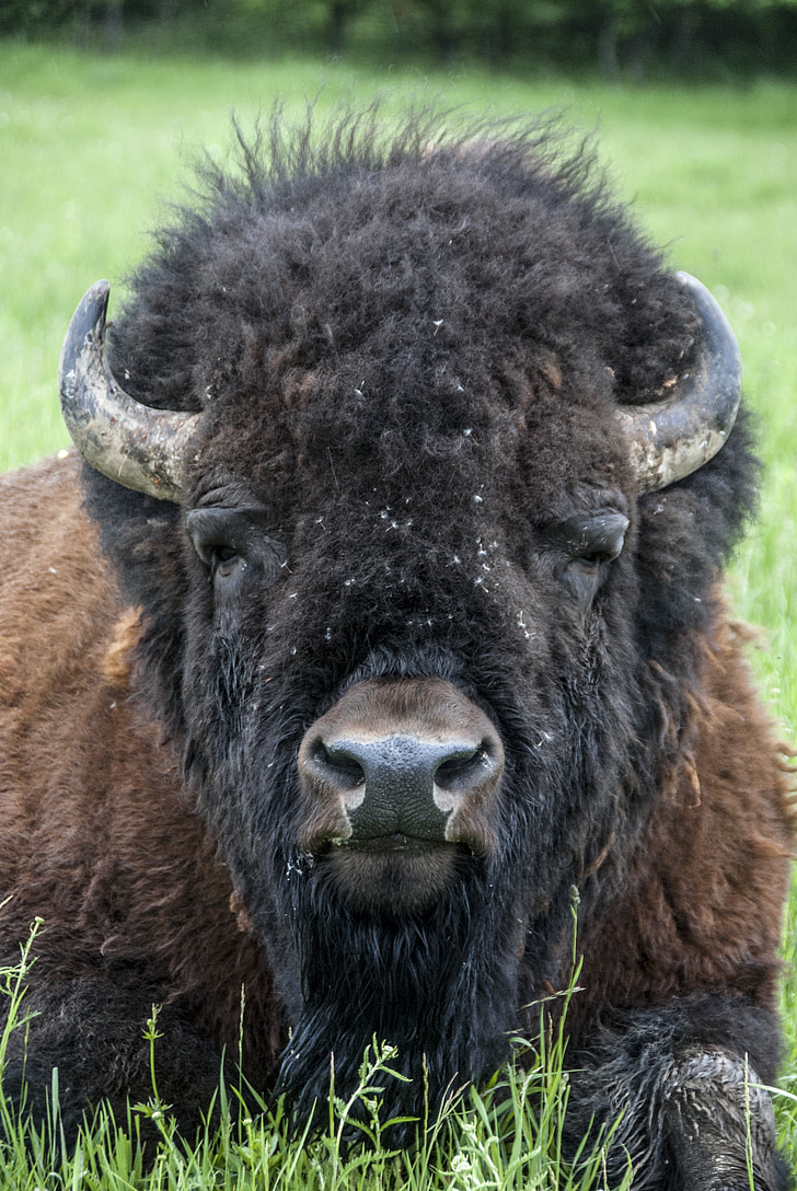 Canada, Omega park, reizen, bison