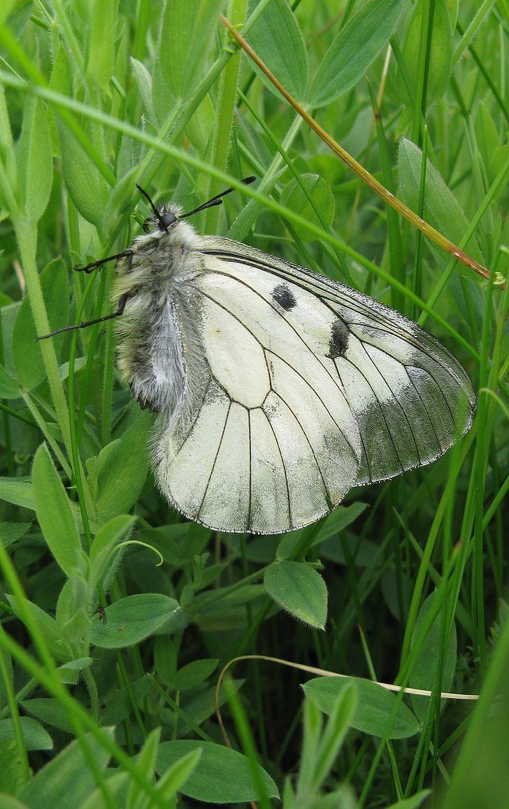 parnassius mnemosyne, butterfly, white, grass, insect