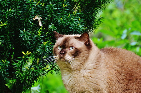 고양이, 브리티시 쇼트헤어, mieze, 파란 눈, 정원, 순종, 친애 하는
