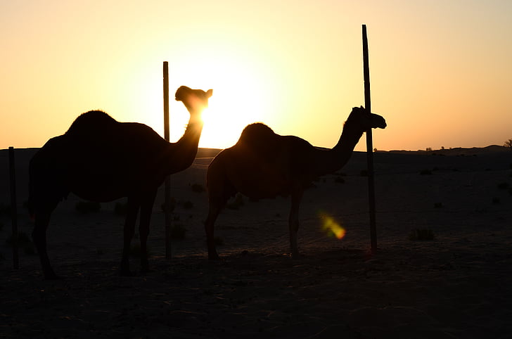 západ slnka, Desert, Abú Zabí, ťavy, Camel, zviera, Príroda