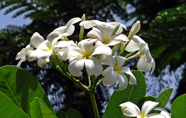 Plumeria, fleur de frangipanier, Apocynaceae, Temple tree, fleur, blanc, parfumé