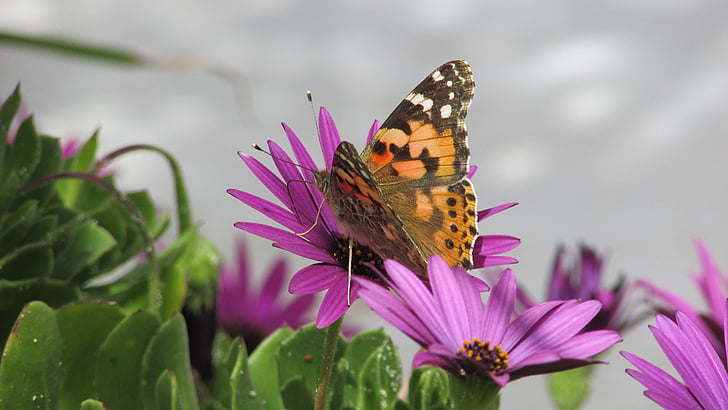 butterfly, insect, nature, spring, cute, flower, butterfly - Insect