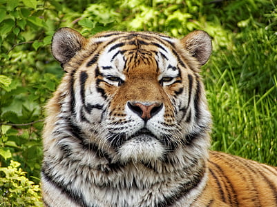 Příroda, Tygr, zvířata, kočka, jedno zvíře, zvířecí přírody, zvířata v přírodě