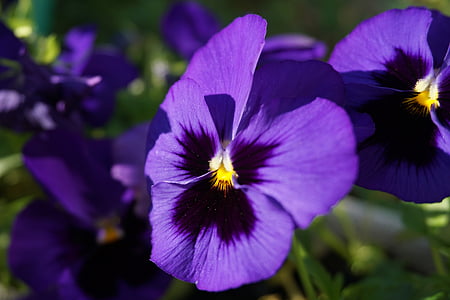 三色堇, 花, 宏观, 花瓣, 紫罗兰色, 五颜六色的鲜花