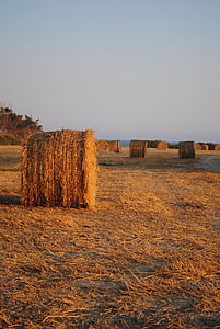 hay bales, cyprus fields, agriculture, rural, hay, field, landscape