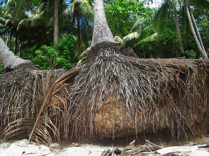root, coconut trees, exotic, tropical, botany, plant, coconut palms