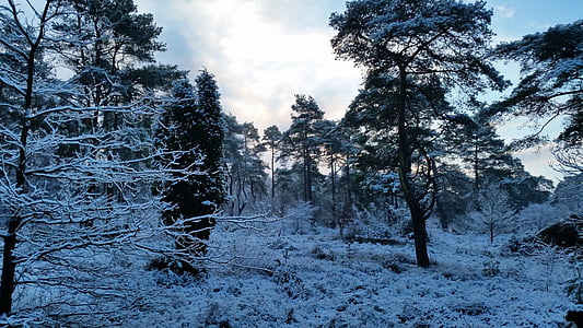 лес, снег, Снежный пейзаж, Голландия, деревья, Снежное, Белый